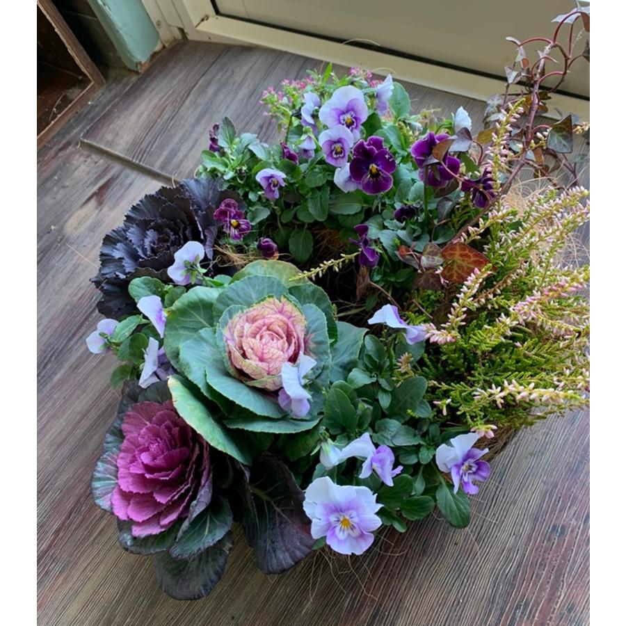 藤カゴリース葉牡丹寄せ植え現品1点のみ Yosee7 あとりえ 悠然 通販 Yahoo ショッピング