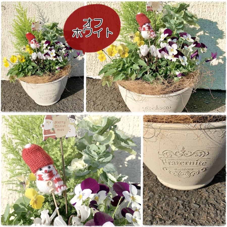 冬の寄せ植えコニファーとガーデンシクラメン選べる2タイプ Yosekoni70 あとりえ 悠然 通販 Yahoo ショッピング