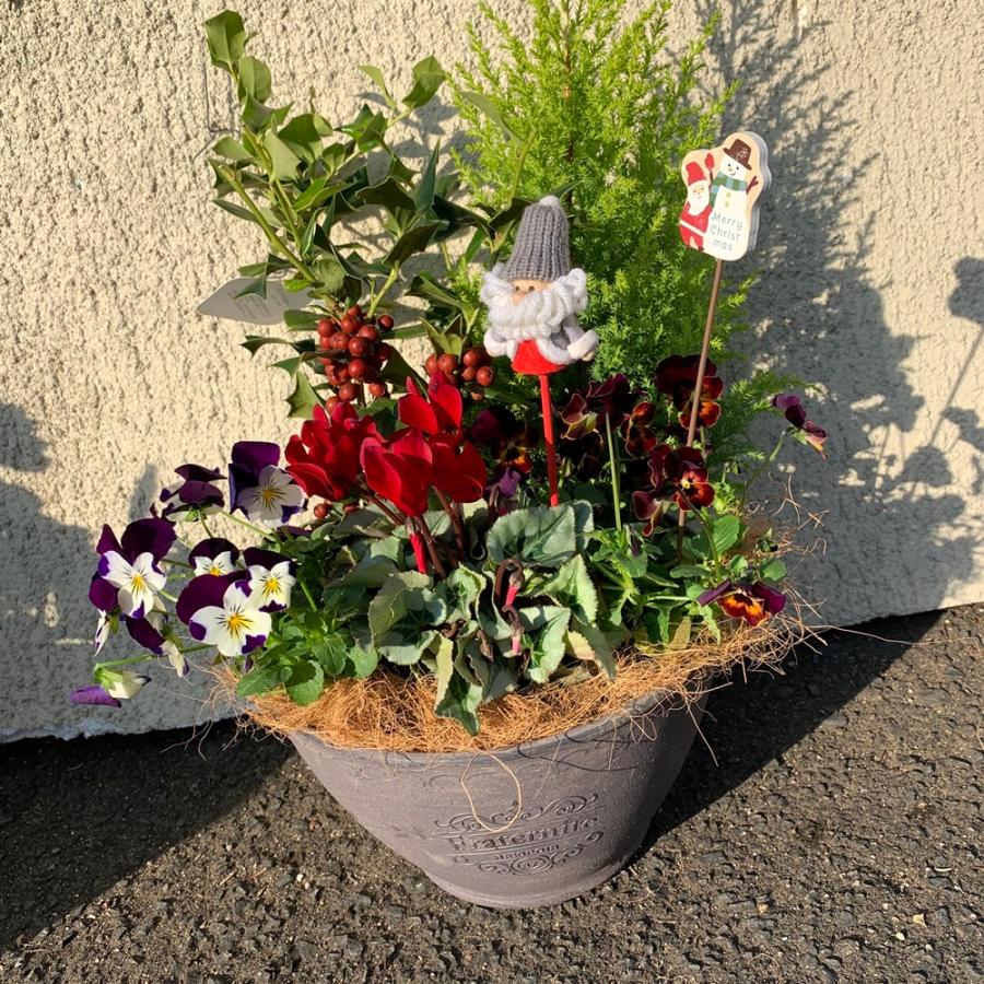 冬の寄せ植えコニファーとガーデンシクラメン選べる2タイプ Yosekoni70 あとりえ 悠然 通販 Yahoo ショッピング