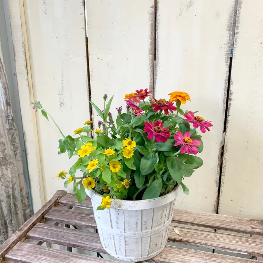 初夏の寄せ植えカラフルミックス Yosep876 あとりえ 悠然 通販 Yahoo ショッピング