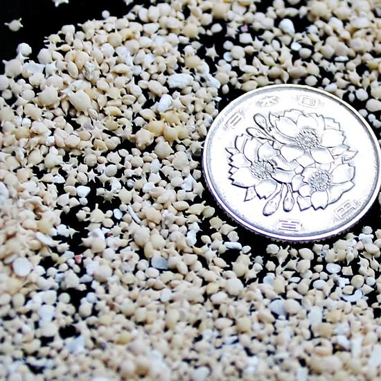 星の砂 10g マリンアイテム スター 星砂 : あとりえほのか - 通販