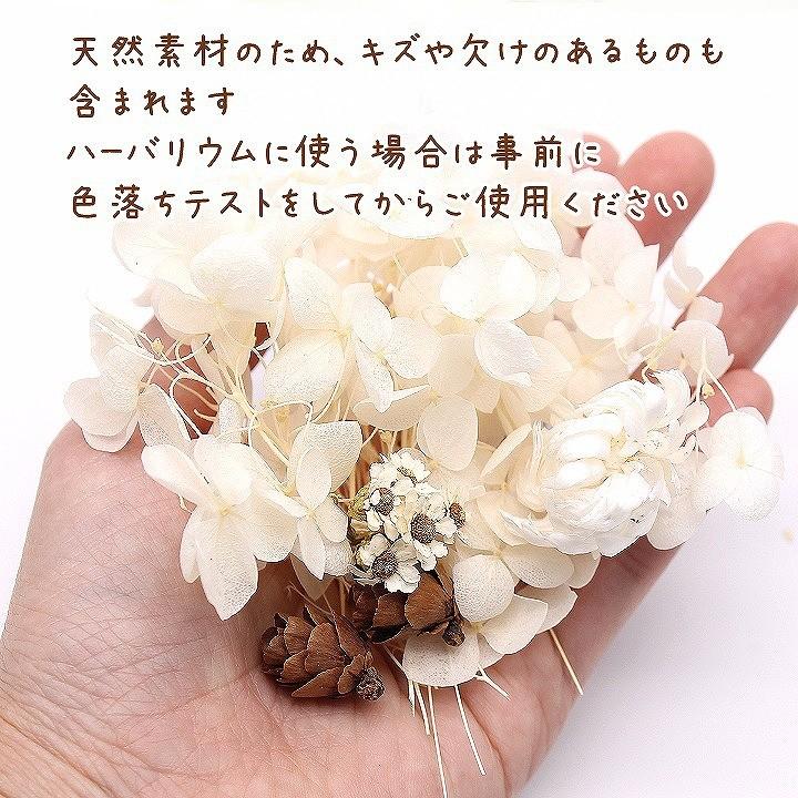 白いお花と木の実のセット 1ケース ハーバリウムやアロマワックスバー