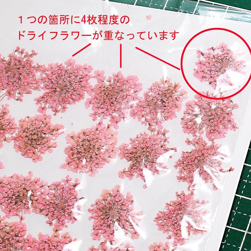 押し花 レジン用 ドライフラワー レースフラワー 1シート 約100輪 