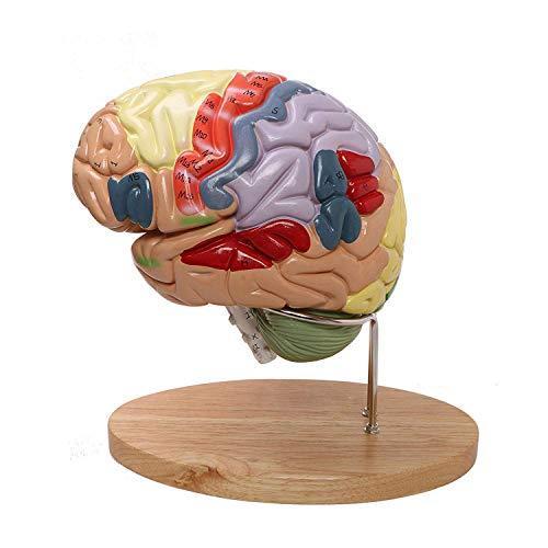 AltraTech 人間の脳モデル 2X 実物大 脳研究モデル 色分け 脳