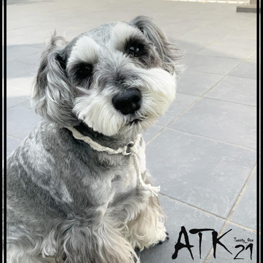 ソフトカラー 犬用ミサンガ チョーカー ストレスフリー No Stress ドックアクセサリー ドックネックレス コットン 愛犬 わんこアクセサリー 愛犬グッズ Dm Atk21 通販 Yahoo ショッピング