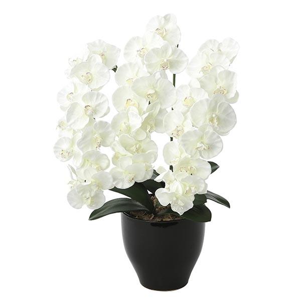 胡蝶蘭 光触媒 観葉植物 フラワー コチョウラン ホワイト 白 造花 枯れない 消臭 ラン 花 蘭 激安通販の