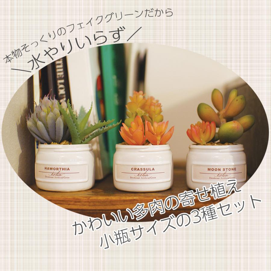 キシマ（KISHIMA） 多肉植物 寄せ植え CT触媒消臭アーティフィシャル