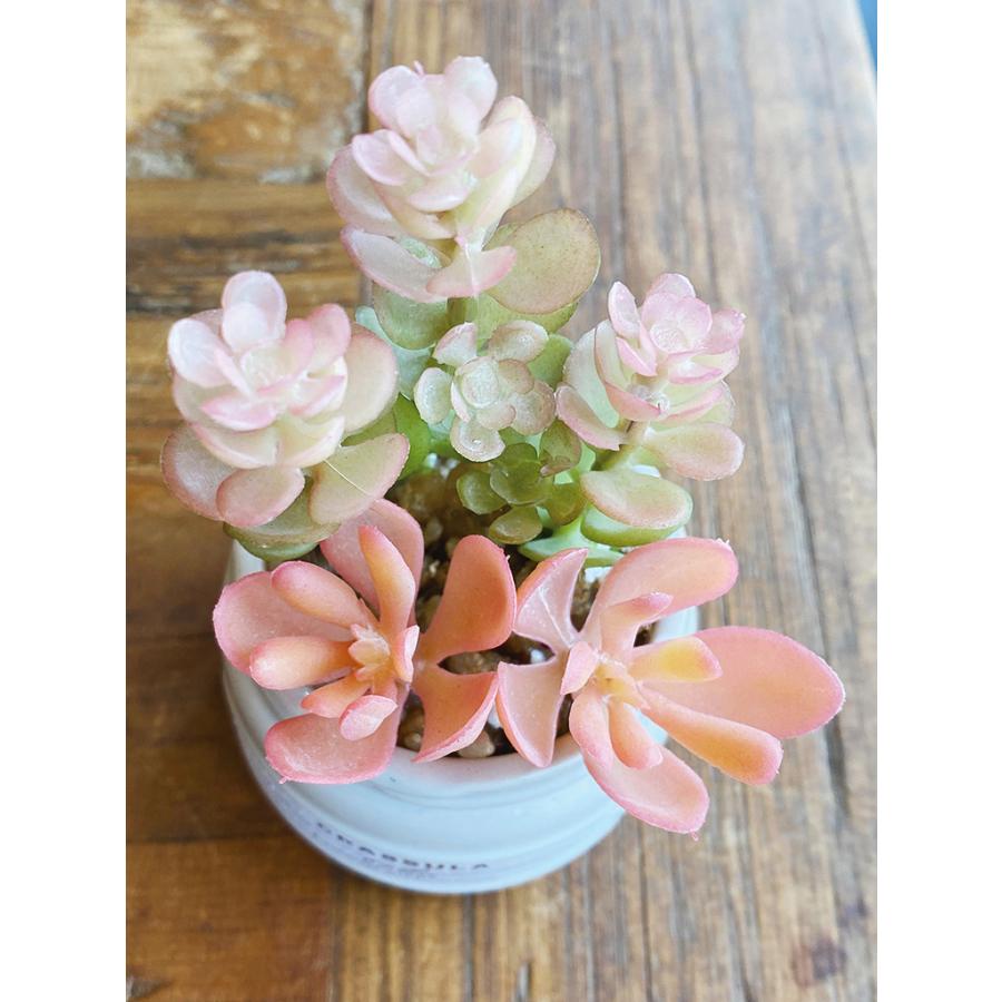 キシマ（KISHIMA） 多肉植物 寄せ植え CT触媒消臭アーティフィシャル