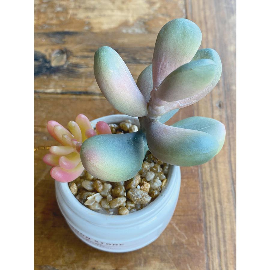キシマ（KISHIMA） 多肉植物 寄せ植え CT触媒消臭アーティフィシャル