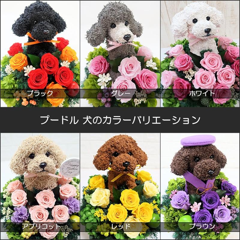 還暦祝いのちゃんちゃんこ付き プードルのプリザーブドフラワー : 動物