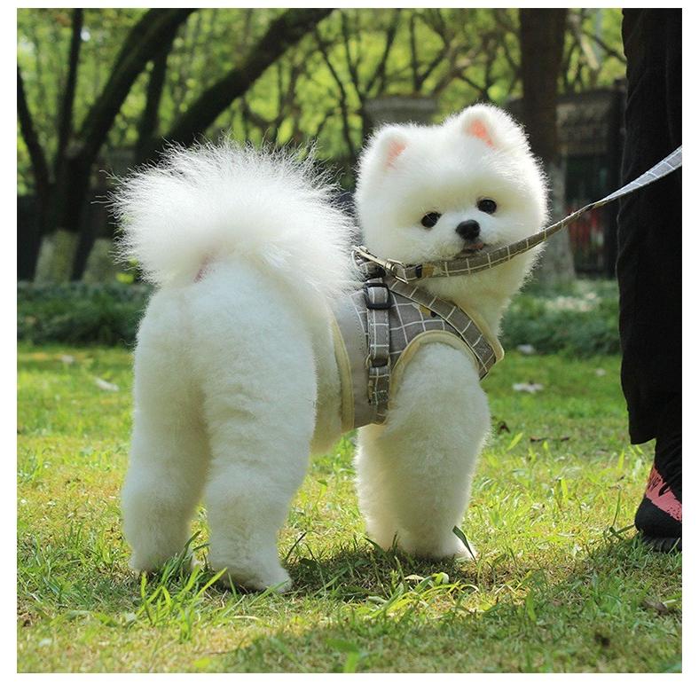 ペット用ハーネス リードセット 胴輪 可愛い 小型犬 簡単装着 メッシュ 犬 ハーネス おしゃれ P021 Atou Dsplay 通販 Yahoo ショッピング