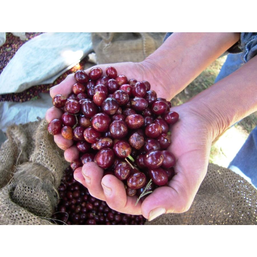 コーヒー豆 エチオピア イルガチェフェ チェルベサ ナチュラル 浅煎り