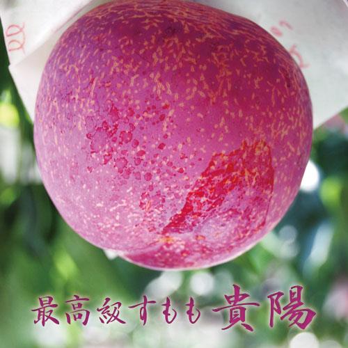 山梨県産。高級プラム「貴陽」約2.8キロ。チルド発送 貴陽（きよう）プラム 山梨県産 JAフルーツ山梨 塩山支所 秀品 7