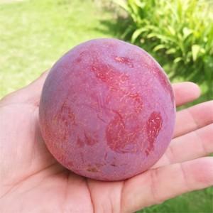 山梨県産。高級プラム「貴陽」約2.8キロ。チルド発送 甲州市産 すもも『貴陽』約1.8kg（化粧箱大玉7～10玉）【2026年