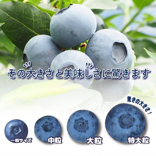 送料無料 限定販売 「 大粒 国産 高級 無添加 ブルーベリー 品種MIX 約480g （1箱4パック入）」 （クール便限定） 生食用 千葉県産 養液 ハウス栽培 |  | 01