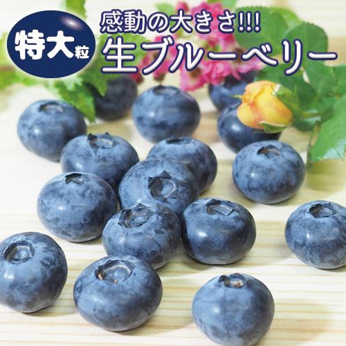 送料無料 限定販売 「 特大粒 国産 高級 無添加  ブルーベリー 品種MIX 約480g （1箱4パック入）」 （クール便限定） 生食用 千葉県産 ハウス栽培 | 