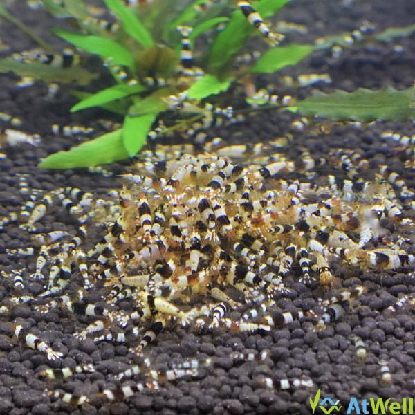 ブラックビーシュリンプ 10匹+1匹事前補償付き | 