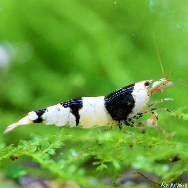 ブラックビーシュリンプ 10匹+1匹事前補償付き |  | 01