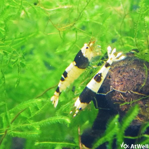 ブラックビーシュリンプ 20匹+1匹補償サービス付 |  | 02