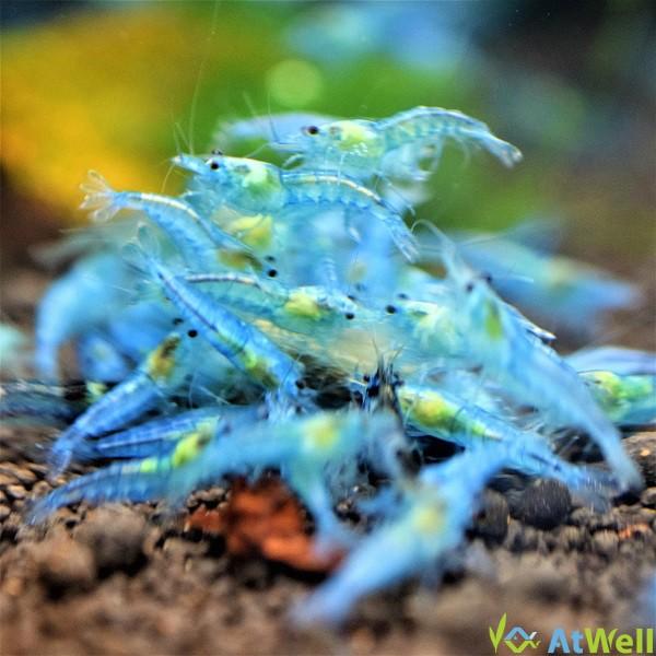 ブルーベルベットシュリンプ 10匹 1匹補償サービス付き Sonicacts Com