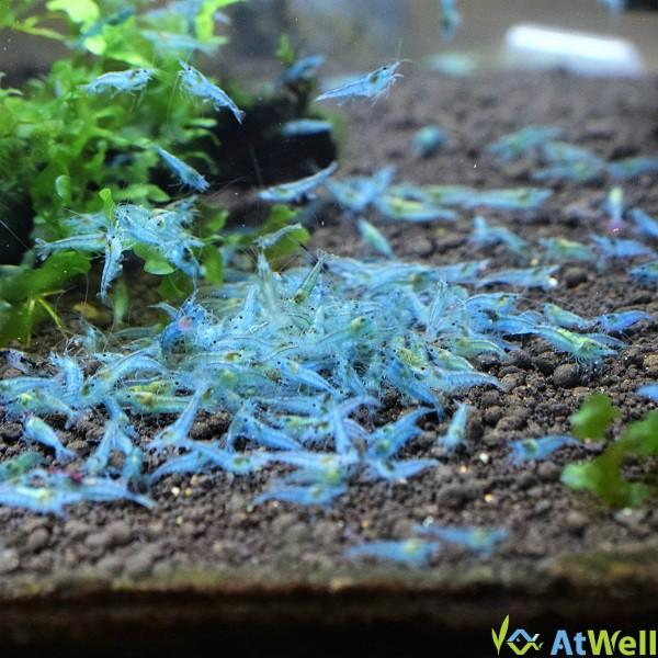 ブルーベルベットシュリンプ 10匹(＋1匹事前補償付き) |  | 03