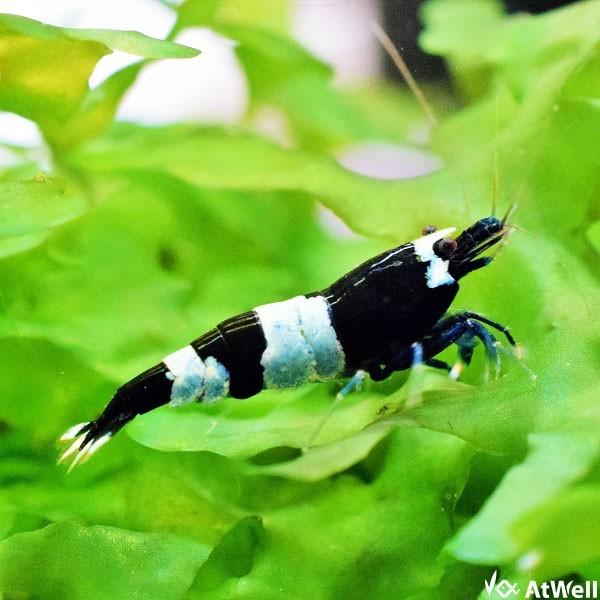 贈答 ブラックシャドーシュリンプ 10匹 誕生日 お祝い