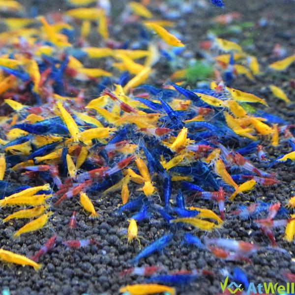 シュリンプ3色MIX Aセット 10匹(＋2匹補償サービス付き) | 