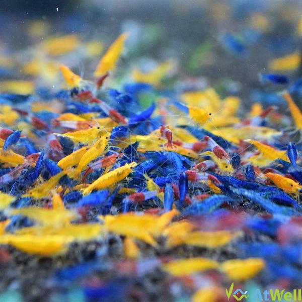 シュリンプ3色MIX Aセット 10匹(＋2匹補償サービス付き) |  | 01