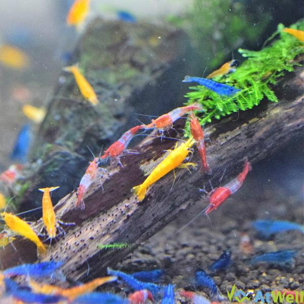 シュリンプ3色MIX Aセット 10匹(＋2匹補償サービス付き) |  | 02