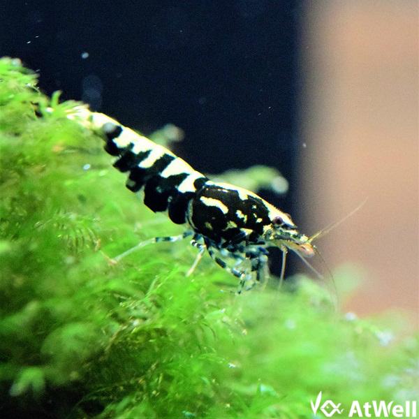 ⭐︎ギャラクシーフィッシュボーンシュリンプ 6匹⭐︎