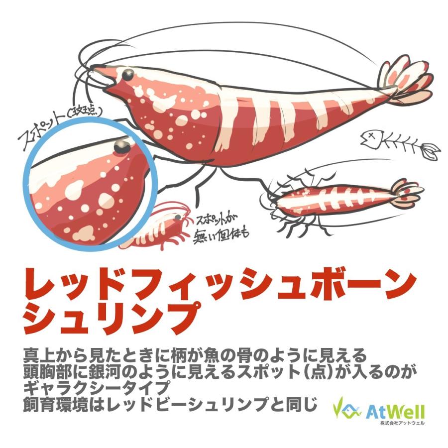 レッドギャラクシーフィッシュボーン フィッシュボーン・シュリンプ<エビ解説> | AQUALASSIC