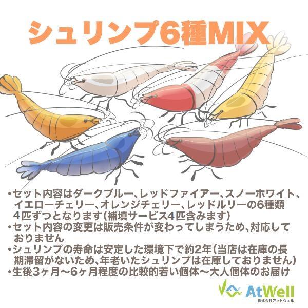 シュリンプ6種MIXセット 20匹＋4匹補償サービス付き(10匹＋2匹×2=合計24匹）【お一人様1点まで】｜atwell｜08