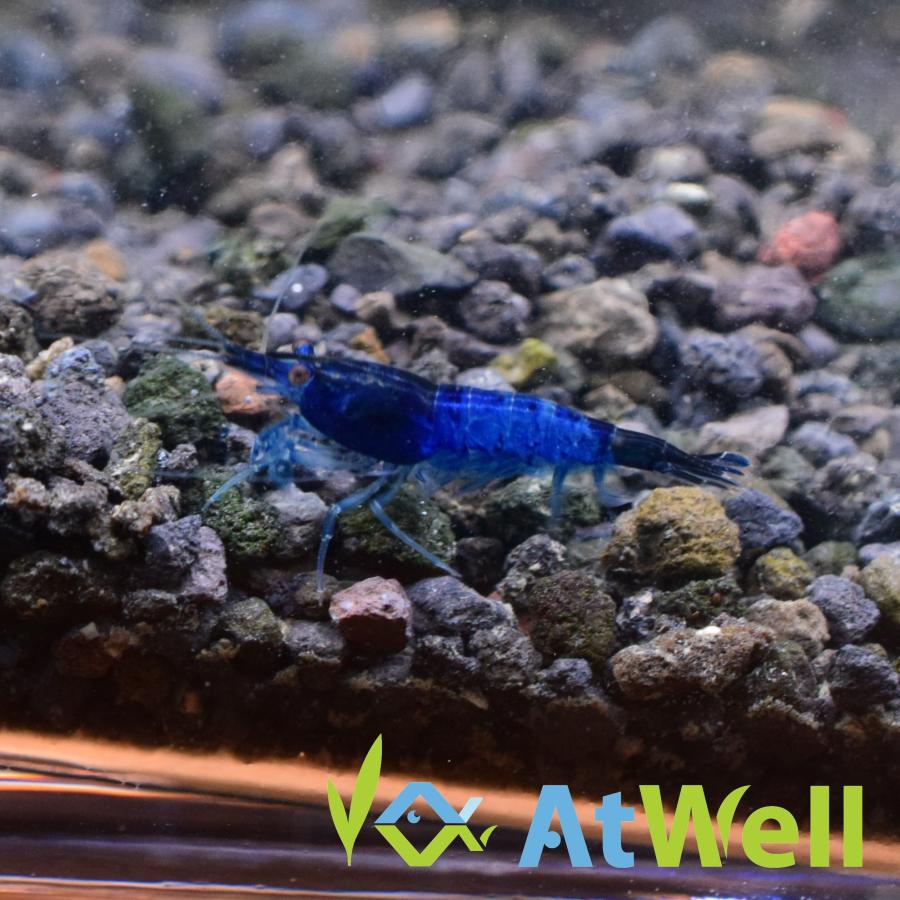 ブルールリーシュリンプ 10匹(+1匹補償サービス付) : AtWell アット