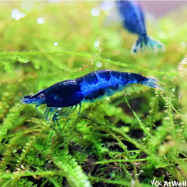 売れ筋 ダークブルーシュリンプ 10匹 1匹補償サービス付き 売り出し