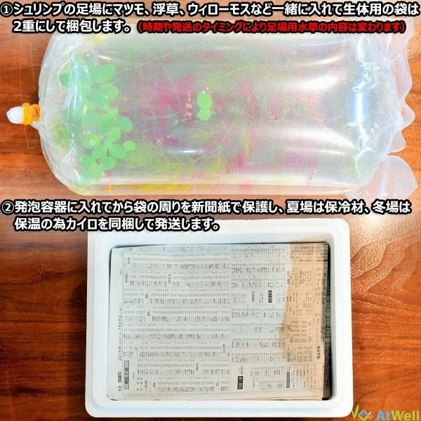 ダークブルーシュリンプ 20匹+1匹事前補償付き |  | 08