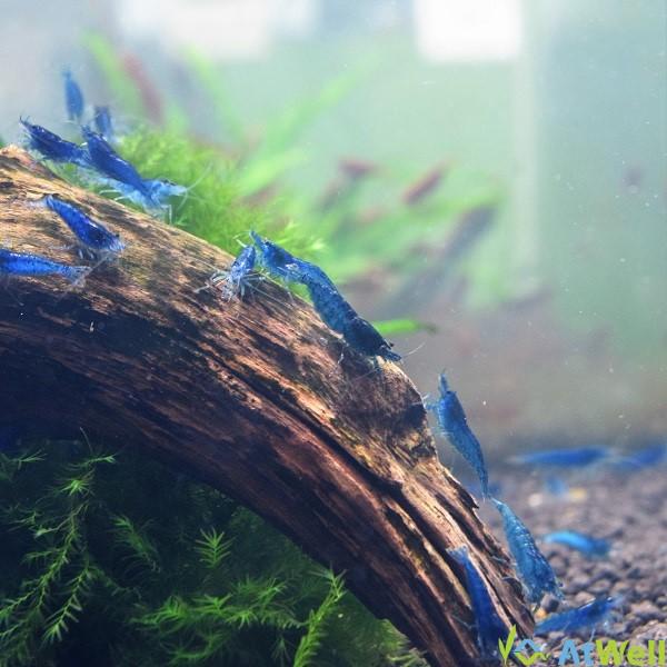 ダークブルーシュリンプ 20匹+1匹事前補償付き |  | 03