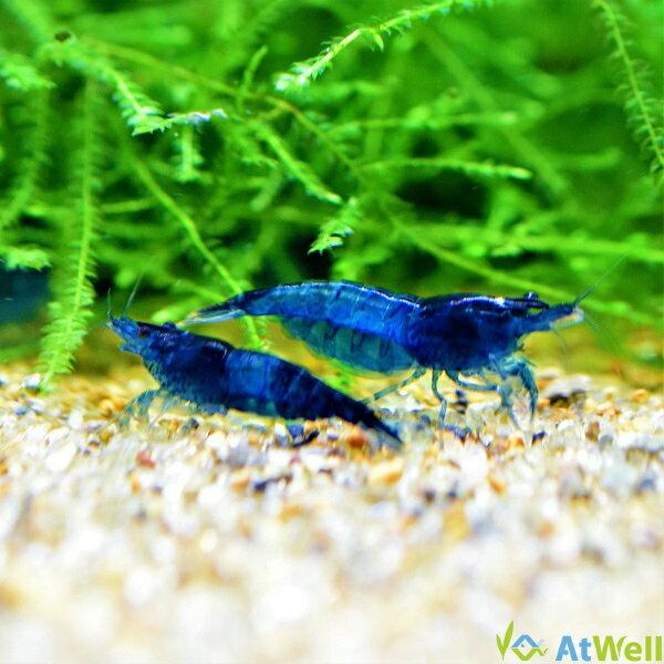 ダークブルーシュリンプ 20匹+1匹事前補償付き |  | 07