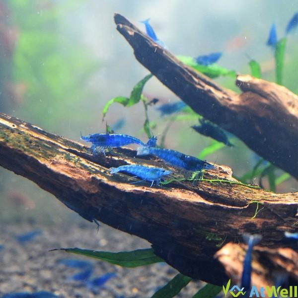 ダークブルーシュリンプ 20匹+1匹事前補償付き |  | 02