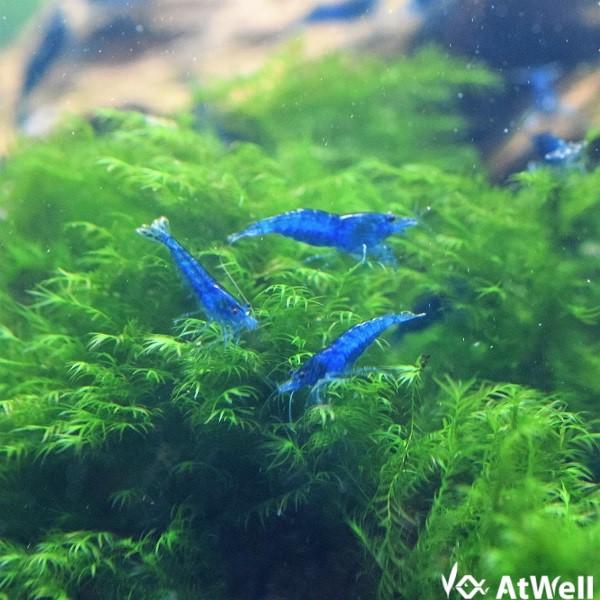 ダークブルーシュリンプ 20匹+1匹事前補償付き |  | 04