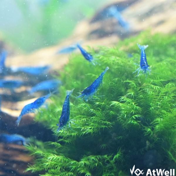 ダークブルーシュリンプ 20匹+1匹事前補償付き |  | 05