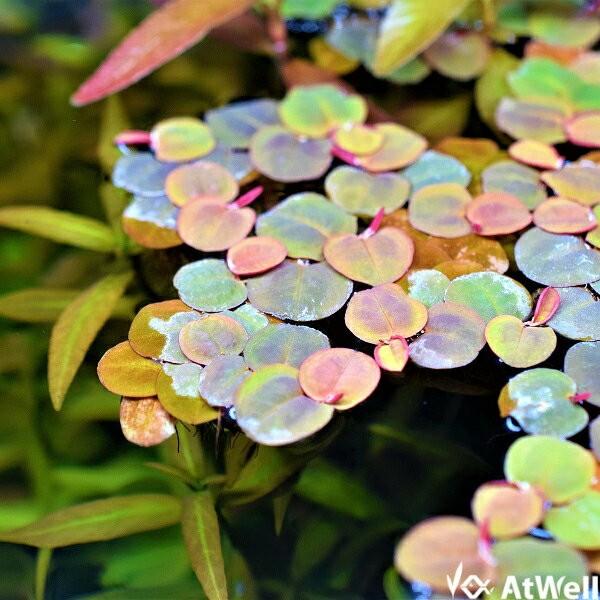 【無農薬】浮草 フィランサス フルイタンス 10株 | 