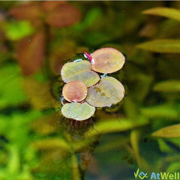 【無農薬】浮草 フィランサス フルイタンス 10株 |  | 01