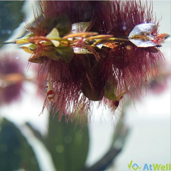 【無農薬】浮草 フィランサス フルイタンス 10株 |  | 02