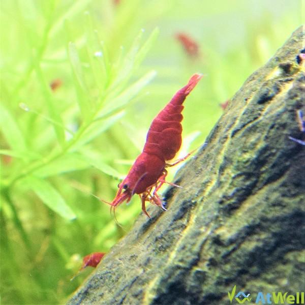 極火蝦 レッドファイアーシュリンプ 10匹 1匹補償サービス付き Gk002 Atwell アットウェルyahoo 店 通販 Yahoo ショッピング