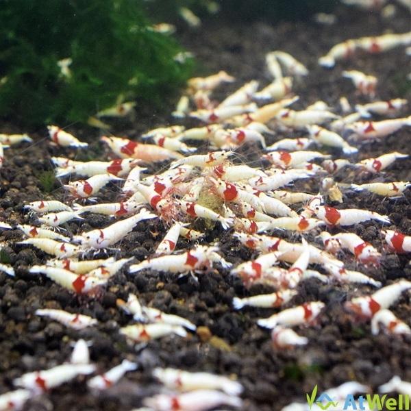 レッドビーシュリンプ モスラ5匹 | 