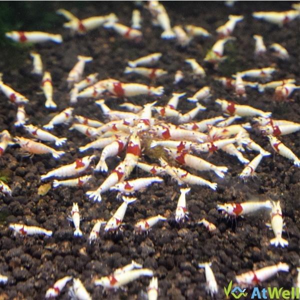 レッドビーシュリンプ モスラ5匹 |  | 01
