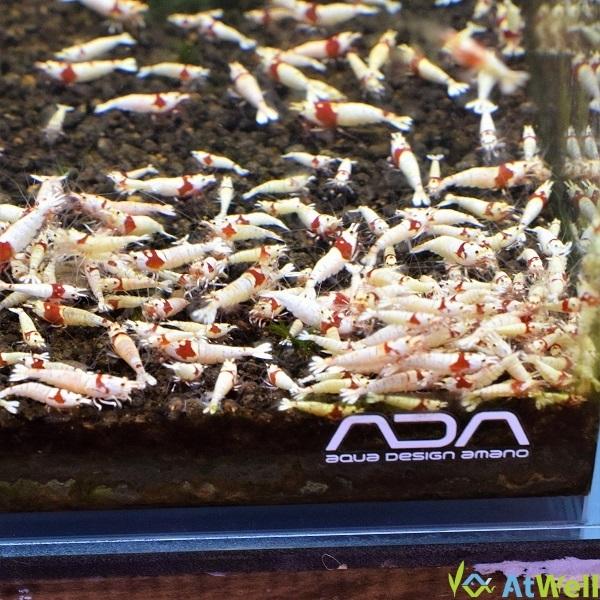 レッドビーシュリンプ モスラ5匹 Mos002 Atwell アットウェルyahoo 店 通販 Yahoo ショッピング