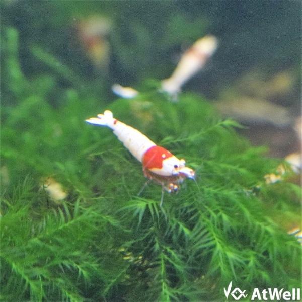 レッドビーシュリンプ モスラ5匹 |  | 03