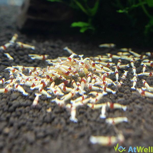 レッドビーシュリンプ モスラ5匹 |  | 04