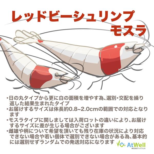 レッドビーシュリンプ モスラ5匹 |  | 05